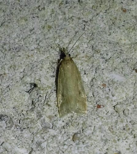Réf. 258 127 : Eudonia pallida